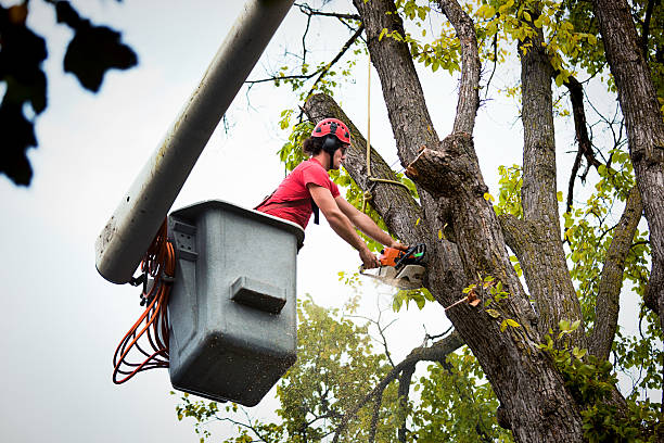 Mulching Services in Olla, LA